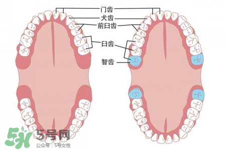 智齒能用舌頭舔嗎？喜歡舔智齒怎么辦？