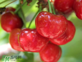 櫻桃有點苦怎么回事？櫻桃有點苦可以吃嗎？