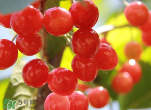 櫻桃批發(fā)價(jià)多少錢一斤？2017櫻桃批發(fā)價(jià)多少？