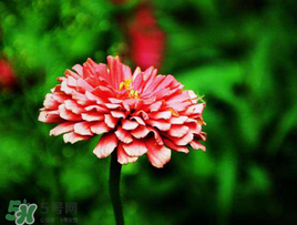 3月份開什么花？3月份開的花有哪些？