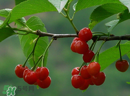 櫻桃為什么這樣紅？櫻桃為什么是紅色？