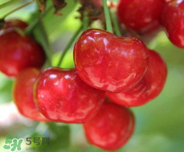 櫻桃為什么有一股藥味？櫻桃有藥味怎么辦？