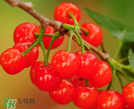 櫻桃什么時候成熟？櫻桃什么時候上市？
