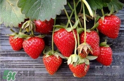 吃草莓大便會變紅嗎？吃草莓大便變紅是怎么回事？