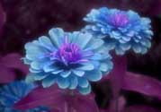 3月份開什么花？3月份開的花有哪些？