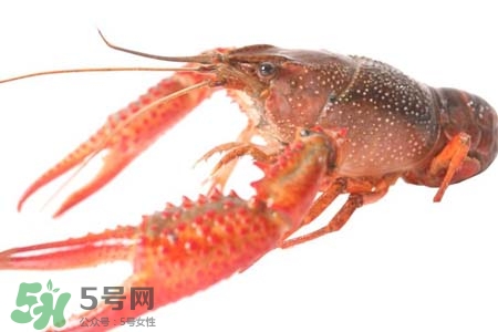蝦黃是蝦的什么部位？小龍蝦里面的黃是什么？