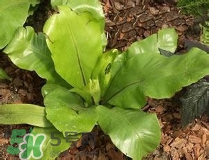 負卡路里的食物有哪些？負卡路里食物真的吃不胖嗎？