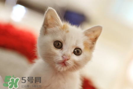 禽流感可以養(yǎng)貓嗎？禽流感期間能養(yǎng)貓嗎？