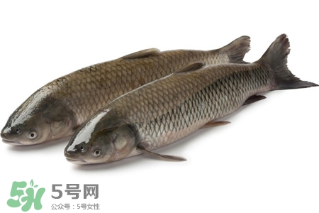 草魚能生吃嗎？草魚可以直接生吃嗎？