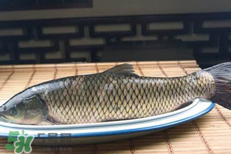 孕婦可以吃草魚(yú)嗎？懷孕了能吃草魚(yú)嗎？