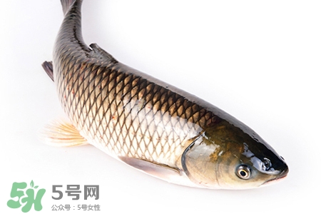 孕婦可以吃草魚(yú)嗎？懷孕了能吃草魚(yú)嗎？