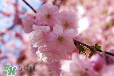 3月初日本的櫻花開了嗎？2017年日本櫻花季預(yù)測(cè)