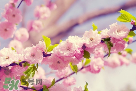 櫻花一般什么時候開？櫻花一般幾月份開？
