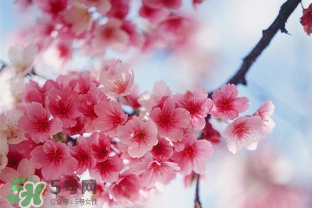 櫻花一般開多久？櫻花一般持續(xù)多久？