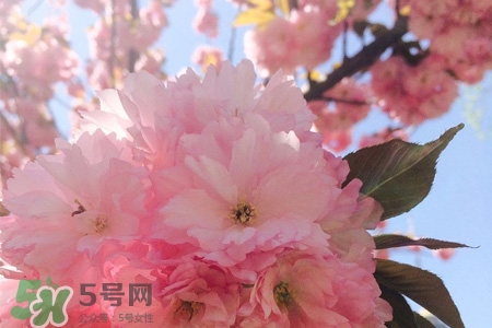 櫻花一般開多久？櫻花一般持續(xù)多久？