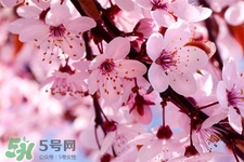 韓國幾月份能看到櫻花？2017韓國櫻花開放時間