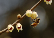 驚蟄是什么意思？驚蜇是什么節(jié)氣？