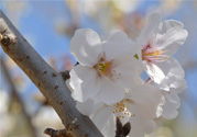櫻花的花語(yǔ)是什么？櫻花代表什么意思？