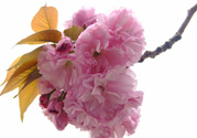 櫻花一般開多久？櫻花一般持續(xù)多久？