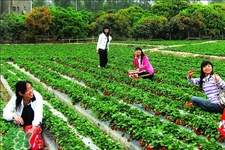 4月份可以摘草莓嗎？四月份有草莓可以摘嗎？