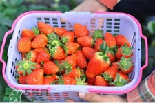 什么天氣摘草莓比較好？天氣多少度摘草莓最好？