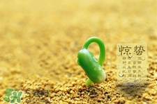 驚蟄節(jié)氣要注意什么？驚蟄節(jié)氣養(yǎng)生注意事項(xiàng)