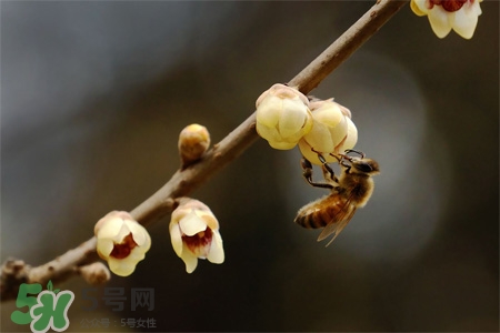 驚蟄節(jié)氣要注意什么？驚蟄節(jié)氣養(yǎng)生注意事項(xiàng)