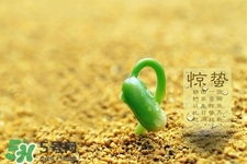 驚蟄如何養(yǎng)生？驚蟄前后如何養(yǎng)生？