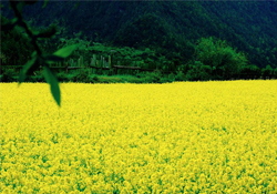 3月份能看到油菜花嗎？三月份有油菜花看嗎？