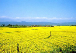 油菜花幾月開(kāi)？油菜花什么季節(jié)開(kāi)？