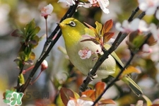禽流感期間能接觸鳥糞嗎？碰到鳥糞會(huì)得禽流感嗎？