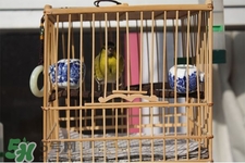 禽流感期間能接觸鳥糞嗎？碰到鳥糞會(huì)得禽流感嗎？