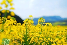 油菜花能開多久？油菜花花期有多長(zhǎng)？