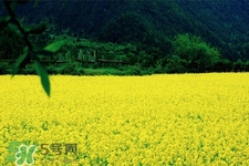 油菜花蜜為什么便宜？油菜花蜜的作用與功效
