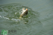 三月份可以釣魚了嗎？三月份好釣魚嗎？