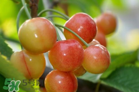 白玉櫻桃是什么？白玉櫻桃能吃嗎？