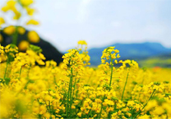 油菜花能開(kāi)多久？油菜花花期有多長(zhǎng)？