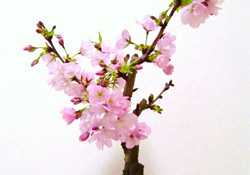 櫻花可以盆栽嗎？櫻花盆栽好養(yǎng)嗎？