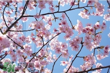盆栽櫻花要經(jīng)常澆水嗎？櫻花盆栽幾天澆一次水？