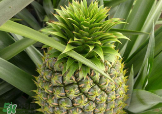 綠菠蘿可以吃嗎？菠蘿是綠的能吃嗎？