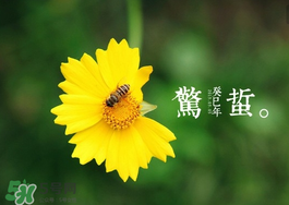 驚蟄前后可以種什么？驚蟄前后種什么蔬菜？