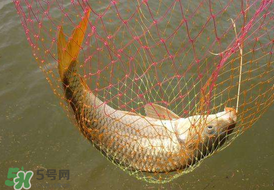 驚蟄前后好釣魚(yú)嗎？驚蟄前后釣魚(yú)技巧