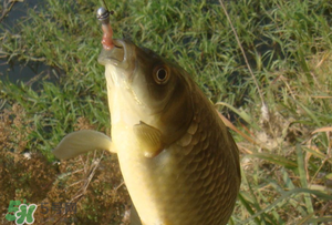 驚蟄前后可以夜釣鯉魚(yú)嗎？驚蟄前后釣魚(yú)技巧