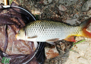 驚蟄前后可以夜釣鯉魚(yú)嗎？驚蟄前后釣魚(yú)技巧