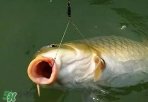 驚蟄前后可以夜釣鯉魚(yú)嗎？驚蟄前后釣魚(yú)技巧