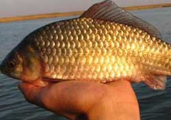 驚蟄前后好釣魚嗎？驚蟄前后釣魚技巧