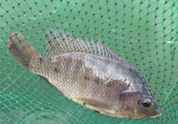 驚蟄能釣魚嗎？驚蟄釣什么魚好？