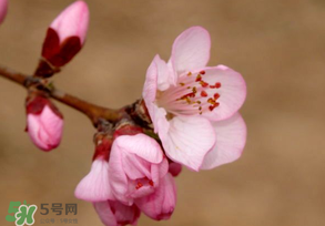 2017年春分是什么時候？2017年春分是幾月幾號？