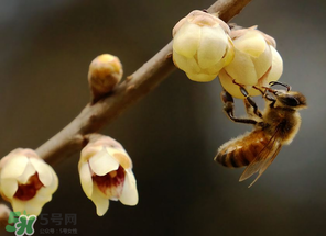 驚蟄過后一周會(huì)下雨嗎？驚蟄下雨好嗎？