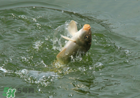 驚蟄過(guò)后好釣魚嗎？驚蟄后陰雨天好釣魚嗎？